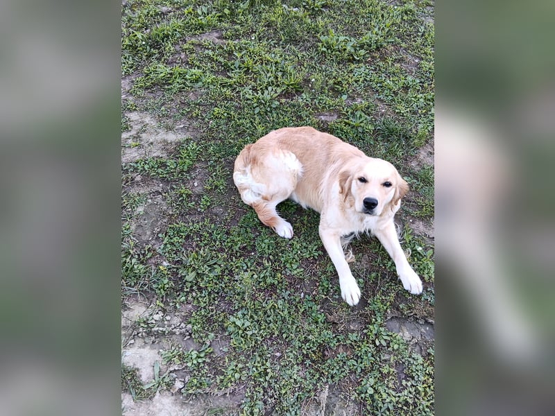 Golden Retriever Hündin 2,5 Jahre