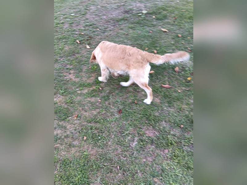 Golden Retriever Hündin 2,5 Jahre