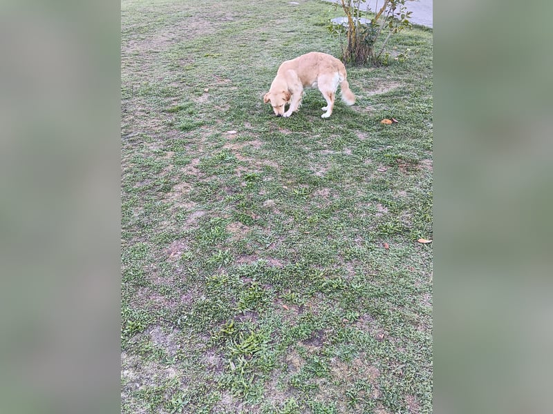 Golden Retriever Hündin 2,5 Jahre