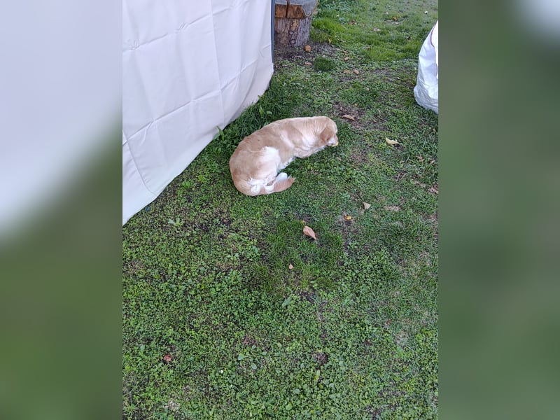 Golden Retriever Hündin 2,5 Jahre