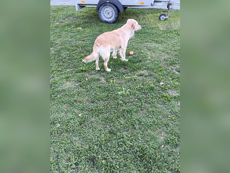 Golden Retriever Hündin 2,5 Jahre