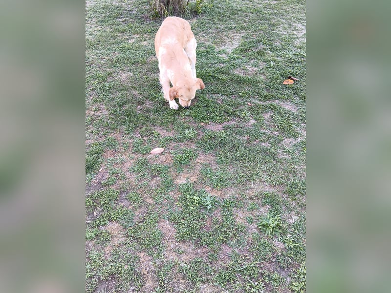 Golden Retriever Hündin 2,5 Jahre