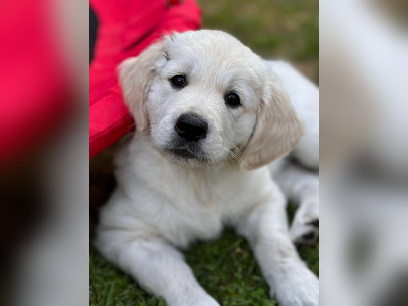 Wurfplanung Golden Retriever vom Kronenhofe 2026