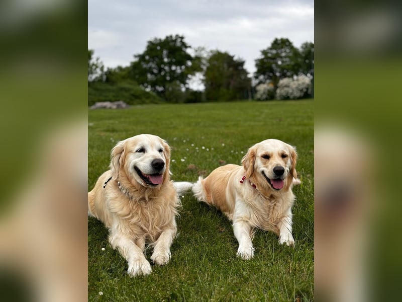 Wurfplanung Golden Retriever vom Kronenhofe 2026