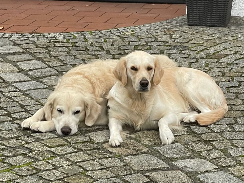 Wurfplanung Golden Retriever vom Kronenhofe 2026