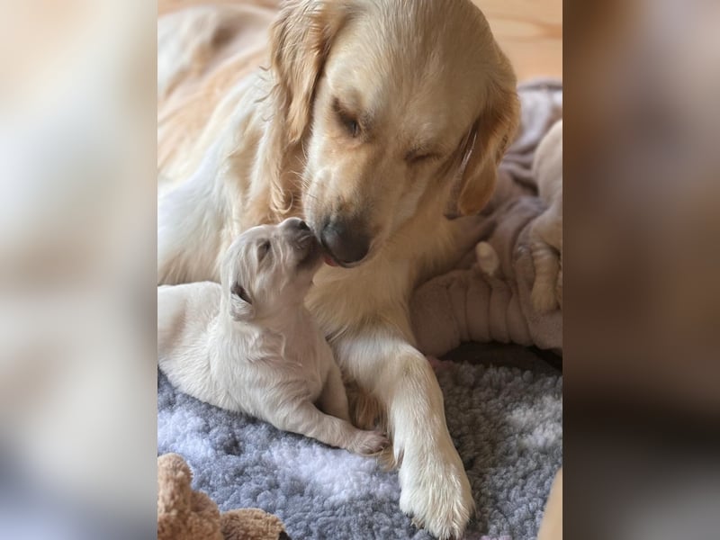 Wurfplanung Golden Retriever vom Kronenhofe 2026