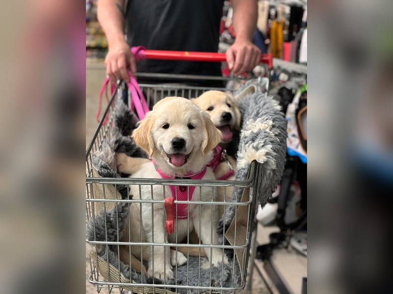 Wurfplanung Golden Retriever vom Kronenhofe 2026