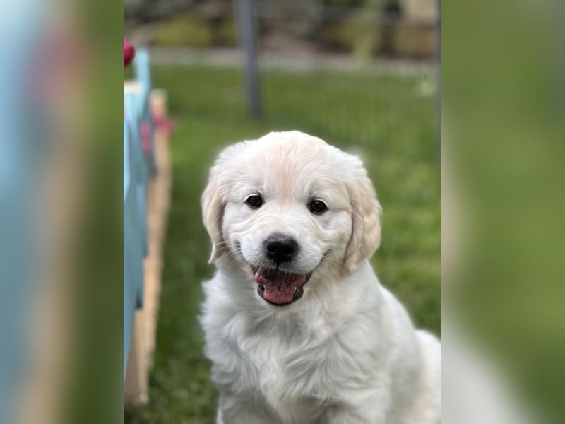 Wurfplanung Golden Retriever vom Kronenhofe 2026