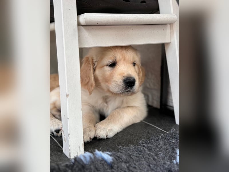 Wurfplanung Golden Retriever vom Kronenhofe 2026