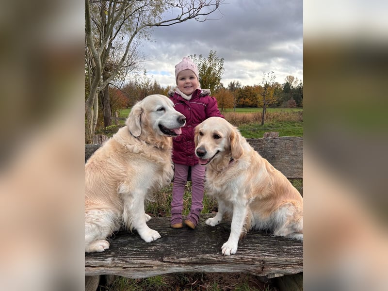 Wurfplanung Golden Retriever vom Kronenhofe 2026