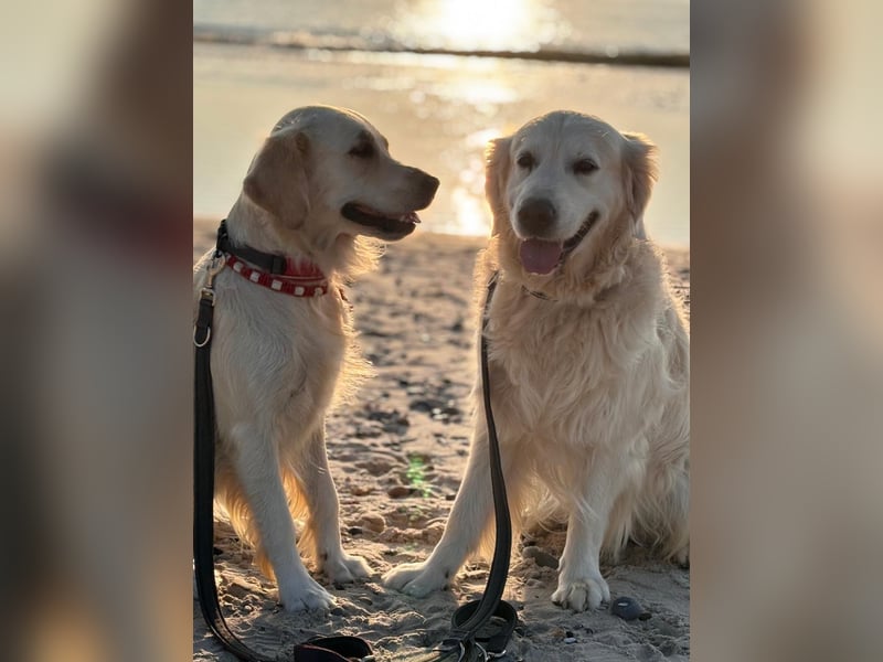 Wurfplanung Golden Retriever vom Kronenhofe 2026