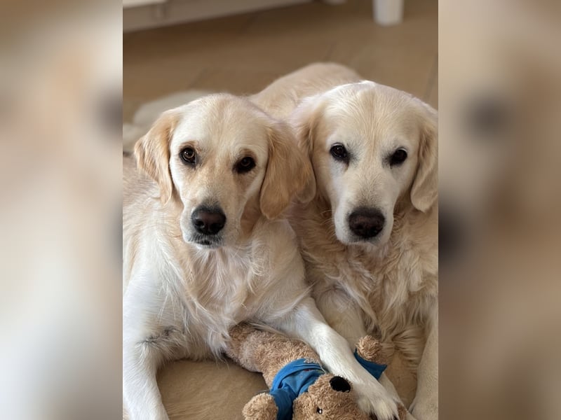 Wurfplanung Golden Retriever vom Kronenhofe 2026