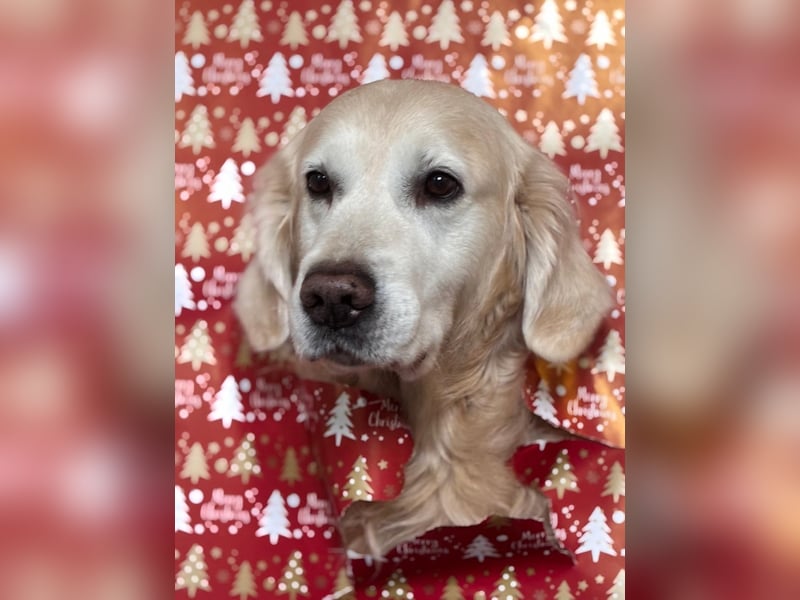 Wurfplanung Golden Retriever vom Kronenhofe 2026