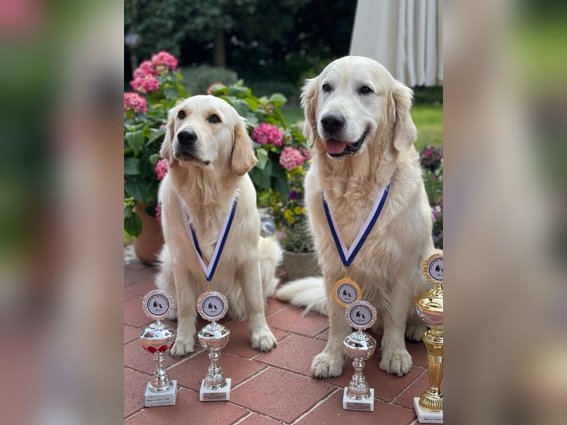 Wurfplanung Golden Retriever vom Kronenhofe 2026