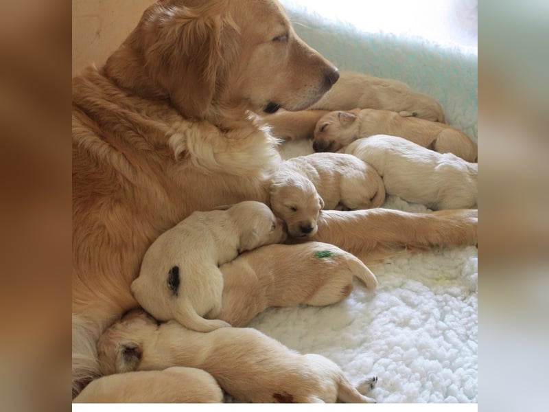 Wurfplanung Golden Retriever vom Kronenhofe 2026