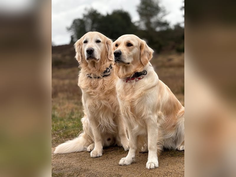 Wurfplanung Golden Retriever vom Kronenhofe 2026