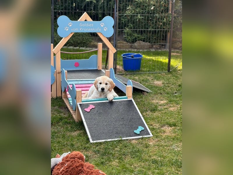 Wurfplanung Golden Retriever vom Kronenhofe 2026