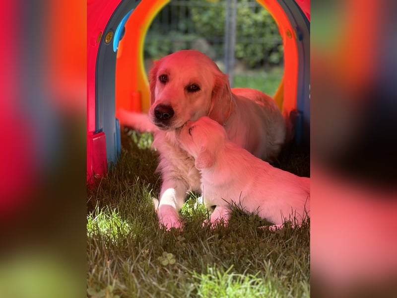 Wurfplanung Golden Retriever vom Kronenhofe 2026