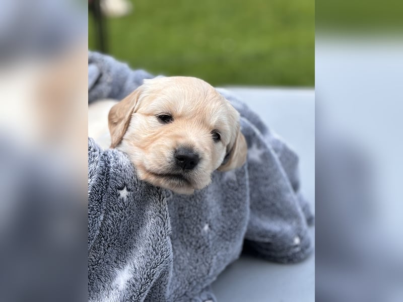 Wurfplanung Golden Retriever vom Kronenhofe 2026