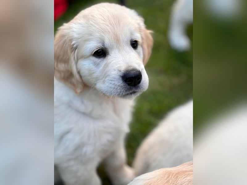Wurfplanung Golden Retriever vom Kronenhofe 2026