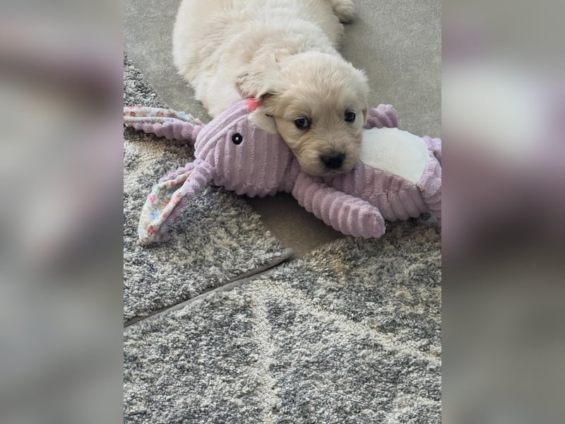 Golden-Retriever-Welpen abzugeben