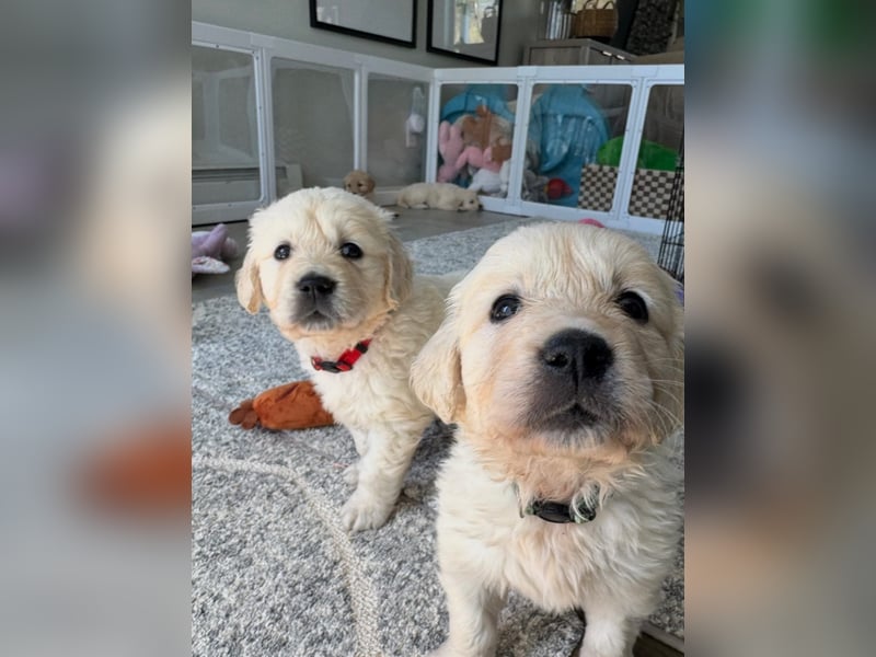 Golden-Retriever-Welpen abzugeben
