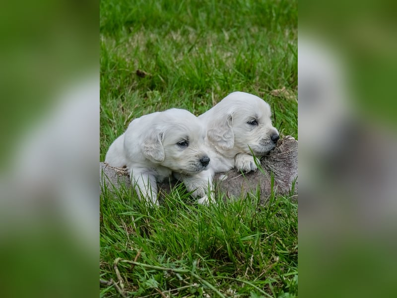 Golden Retriever Welpen - mit Ahnentafel