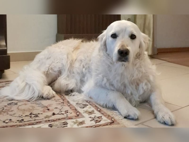 Golden Retriever Welpen - mit Ahnentafel