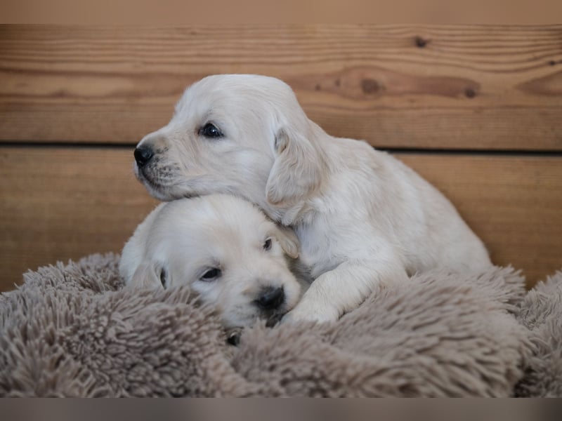 Golden Retriever Welpen - mit Ahnentafel
