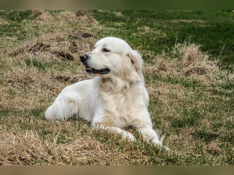 Golden Retriever Welpen - mit Ahnentafel
