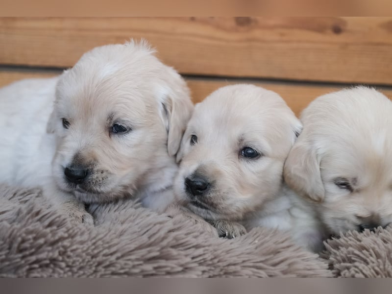 Golden Retriever Welpen - mit Ahnentafel