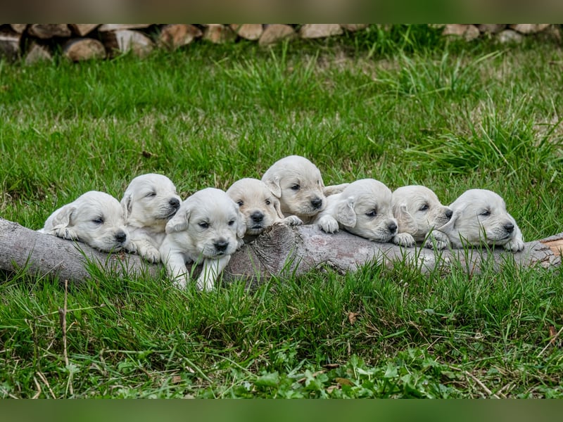 Golden Retriever Welpen - mit Ahnentafel