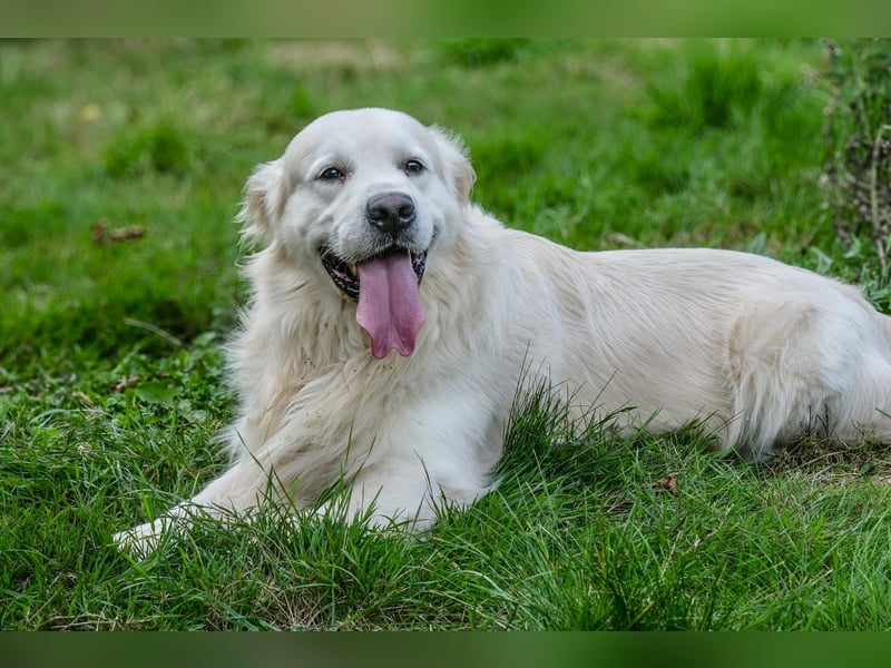 Golden Retriever Welpen - mit Ahnentafel