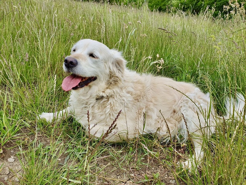 Golden Retriever Welpen - mit Ahnentafel