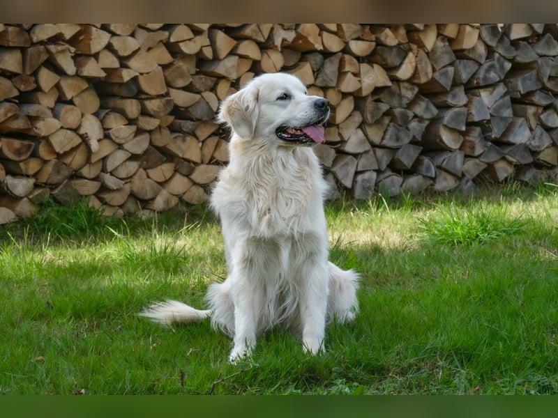 Golden Retriever Welpen - mit Ahnentafel