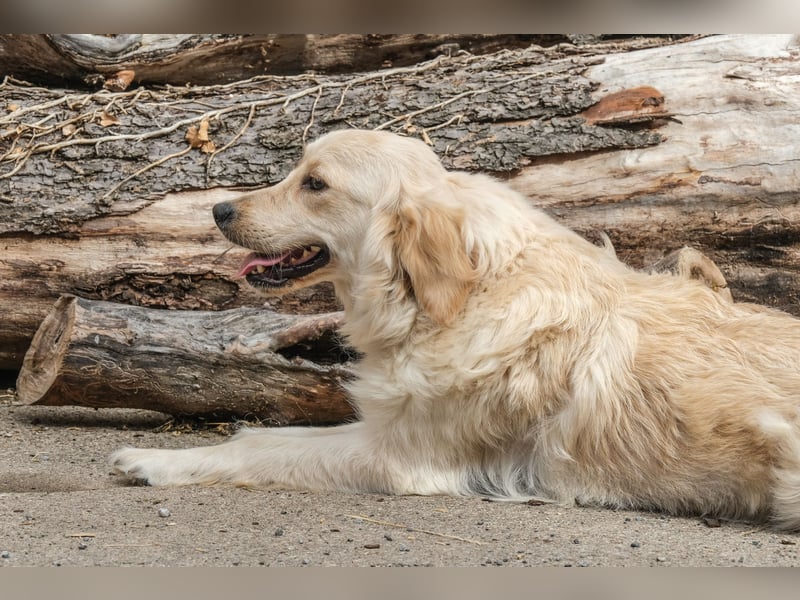 Golden Retriever Welpen - mit Ahnentafel