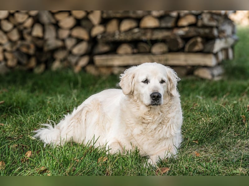 Golden Retriever Welpen - mit Ahnentafel