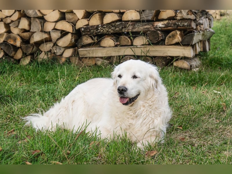 Golden Retriever Welpen - mit Ahnentafel