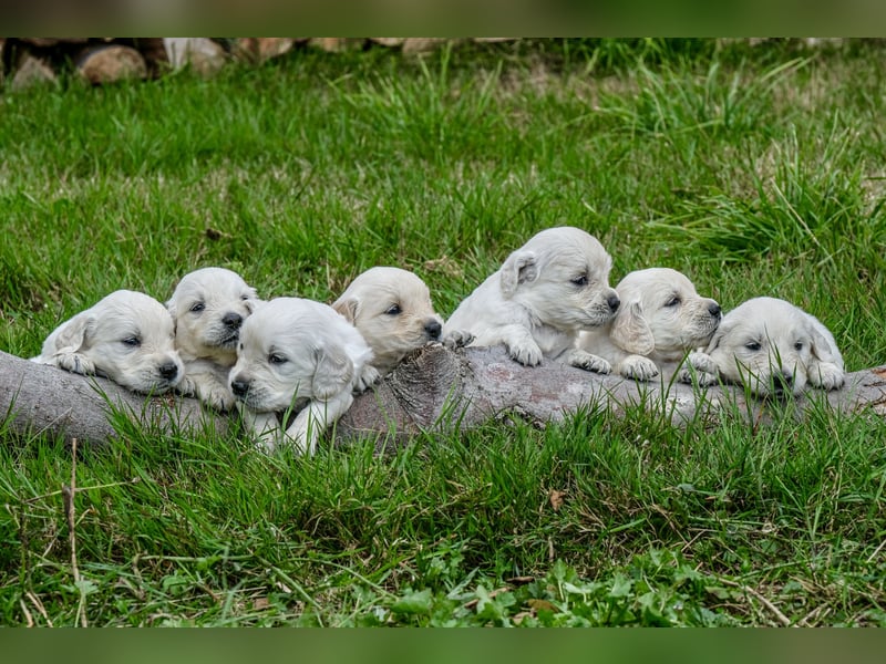 Golden Retriever Welpen - mit Ahnentafel