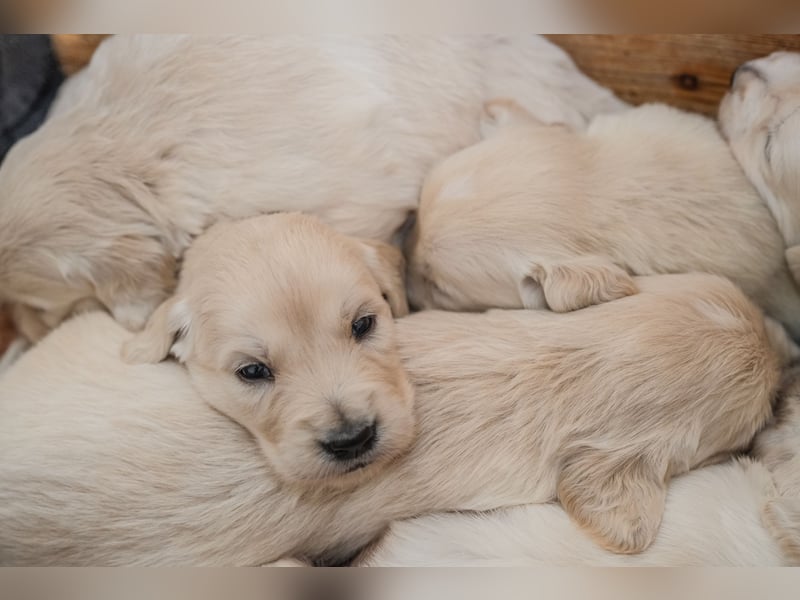 Golden Retriever Welpen - mit Ahnentafel