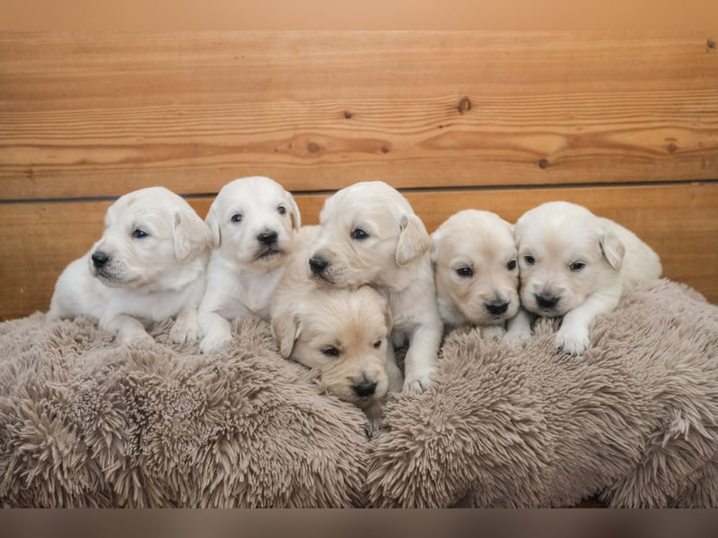 Golden Retriever Welpen - mit Ahnentafel
