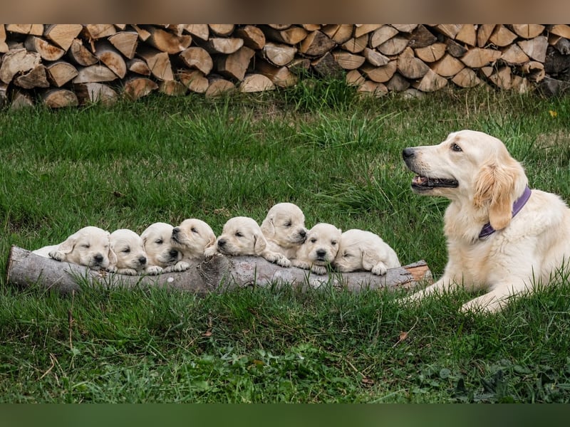 Golden Retriever Welpen - mit Ahnentafel