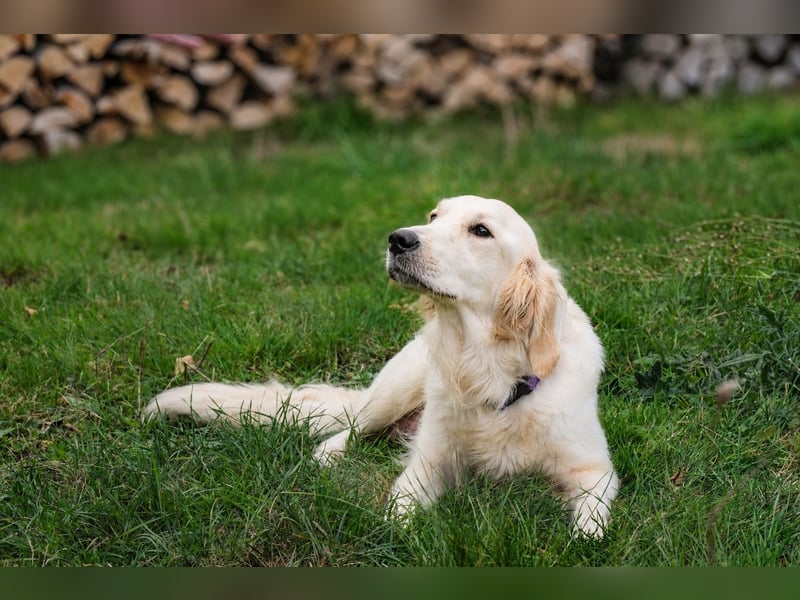 Golden Retriever Welpen - mit Ahnentafel