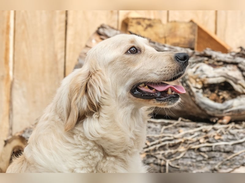 Golden Retriever Welpen - mit Ahnentafel