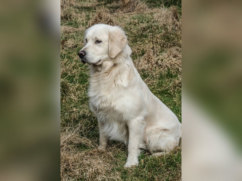 Golden Retriever Welpen - mit Ahnentafel