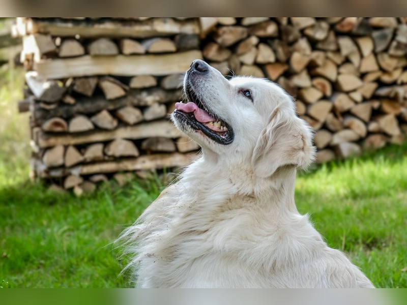 Golden Retriever Welpen - mit Ahnentafel