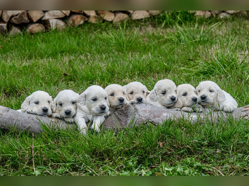 Golden Retriever Welpen - mit Ahnentafel