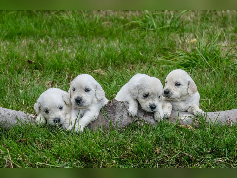 Golden Retriever Welpen - mit Ahnentafel
