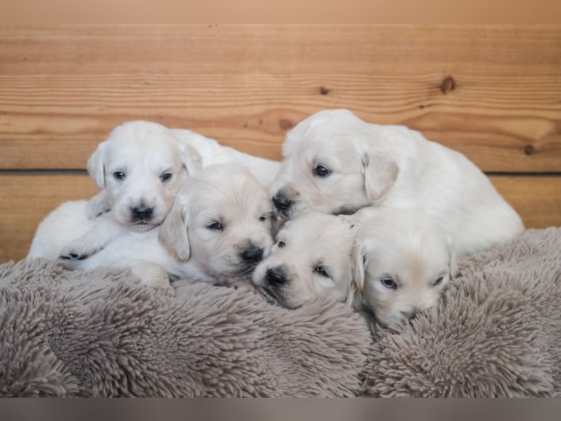 Golden Retriever Welpen - mit Ahnentafel