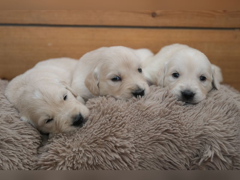 Golden Retriever Welpen - mit Ahnentafel